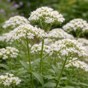 Fehér sarkantyúvirág Centranthus ruber Albus virágzó állomány természetes kerti környezetben