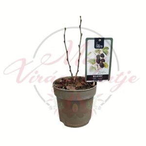 Fekete eperfa Morus nigra Black Persian cserepes gyümölcsfa