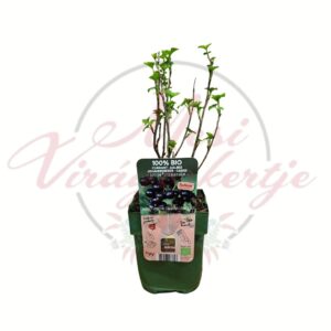 Fekete ribizli Ribes nigrum Little Black Sugar bio cserepes gyümölcstermő bokor