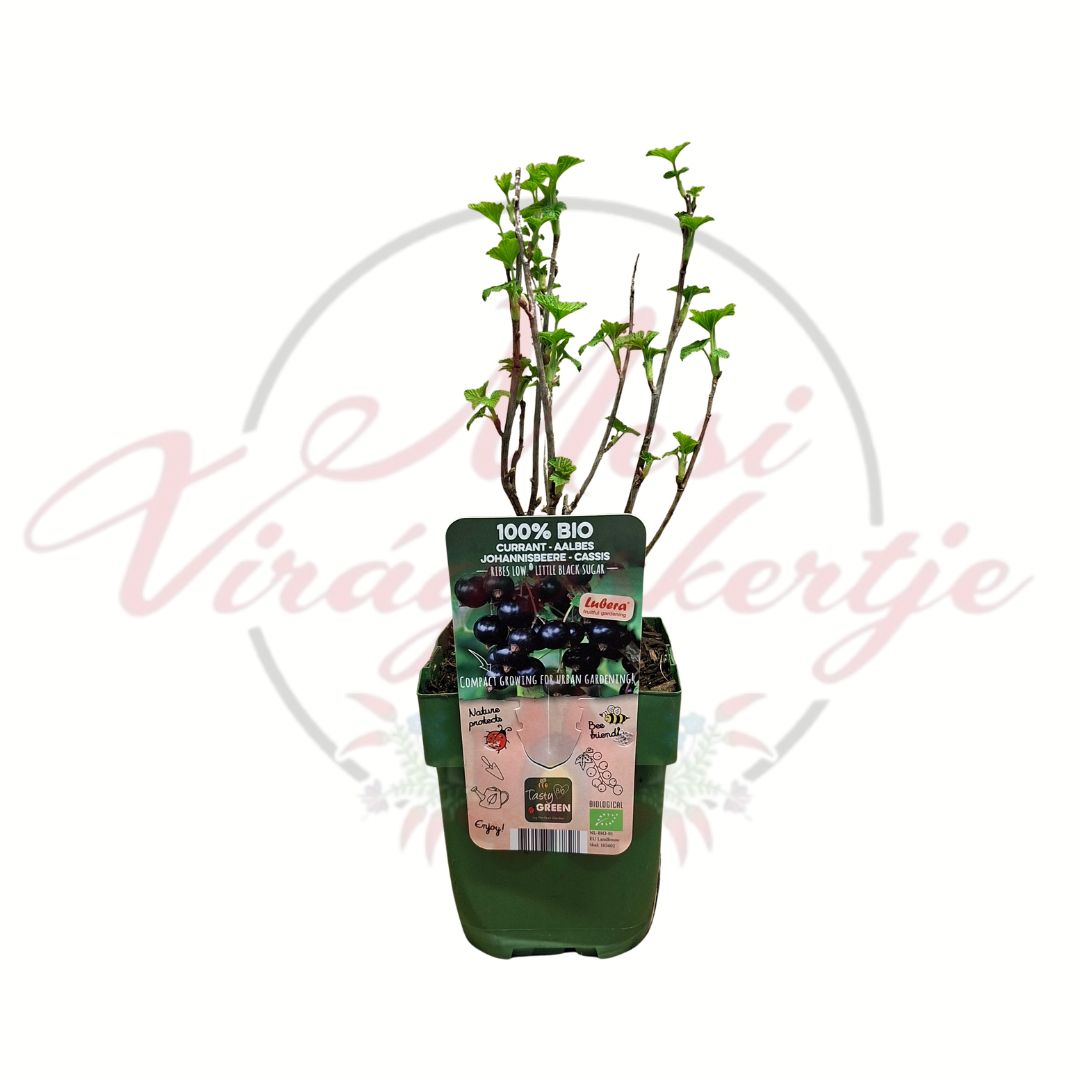 Fekete ribizli Ribes nigrum Little Black Sugar bio cserepes gyümölcstermő bokor