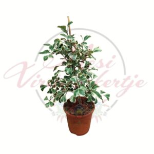 Tarka háromszöglevelű fikusz Ficus triangularis Variegata cserepes szobanövény