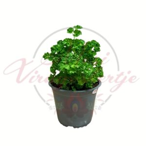 Fodros levelű petrezselyem Petroselinum crispum cserepes fűszernövény