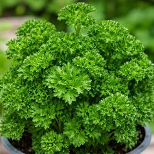 Fodros petrezselyem Petroselinum crispum kifejlett dús levelek közelről