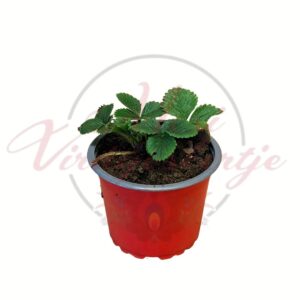 Folytontermő csüngő eper Fragaria ananassa cserepes eper palánta