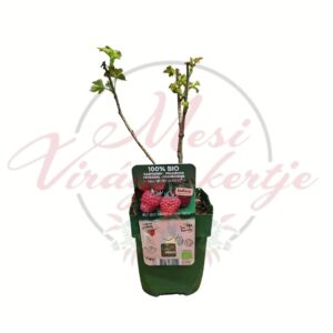 Folytontermő málna Rubus idaeus Sugana Red cserepes gyümölcstermő növény