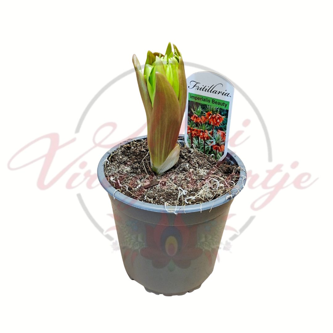 Császárkorona (Fritillaria imperialis 'Beauty') hajtás cserépben tavasszal