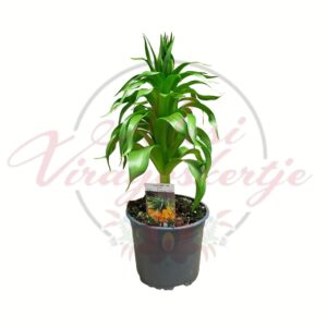 Császárkorona Fritillaria imperialis Lutea sárga cserepes hagymás növény