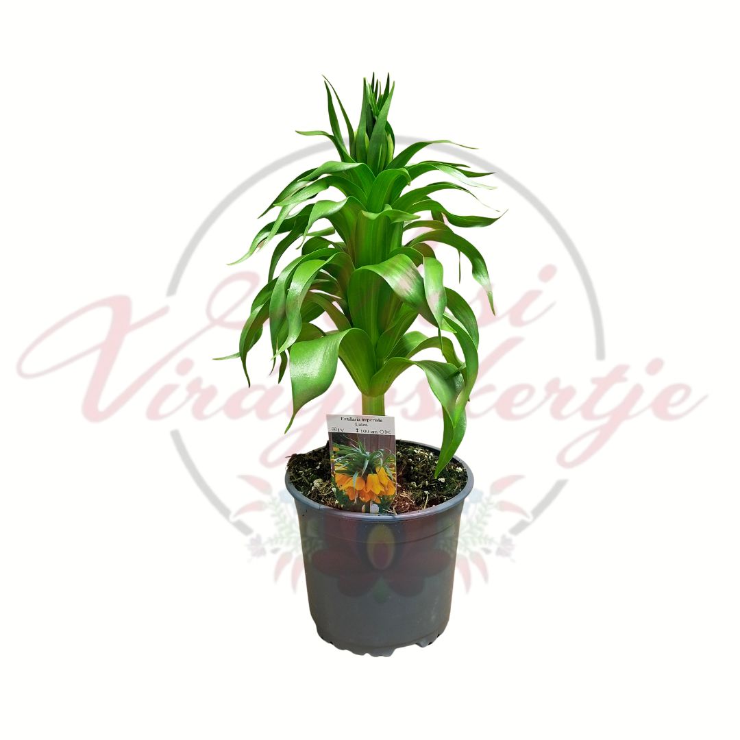 Császárkorona Fritillaria imperialis Lutea sárga cserepes hagymás növény