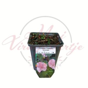 Alacsony gólyaorr Apfelblüte Geranium sanguineum cserepes évelő dísznövény