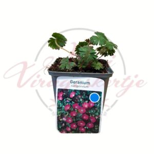 Piros gólyaorr Geranium sanguineum cserepes évelő dísznövény