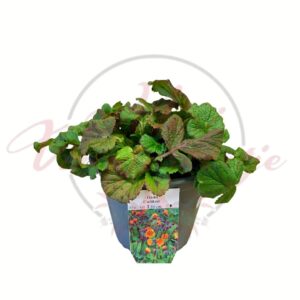 Kerti gyömbérgyökér Carlskaer Geum cserepes évelő dísznövény