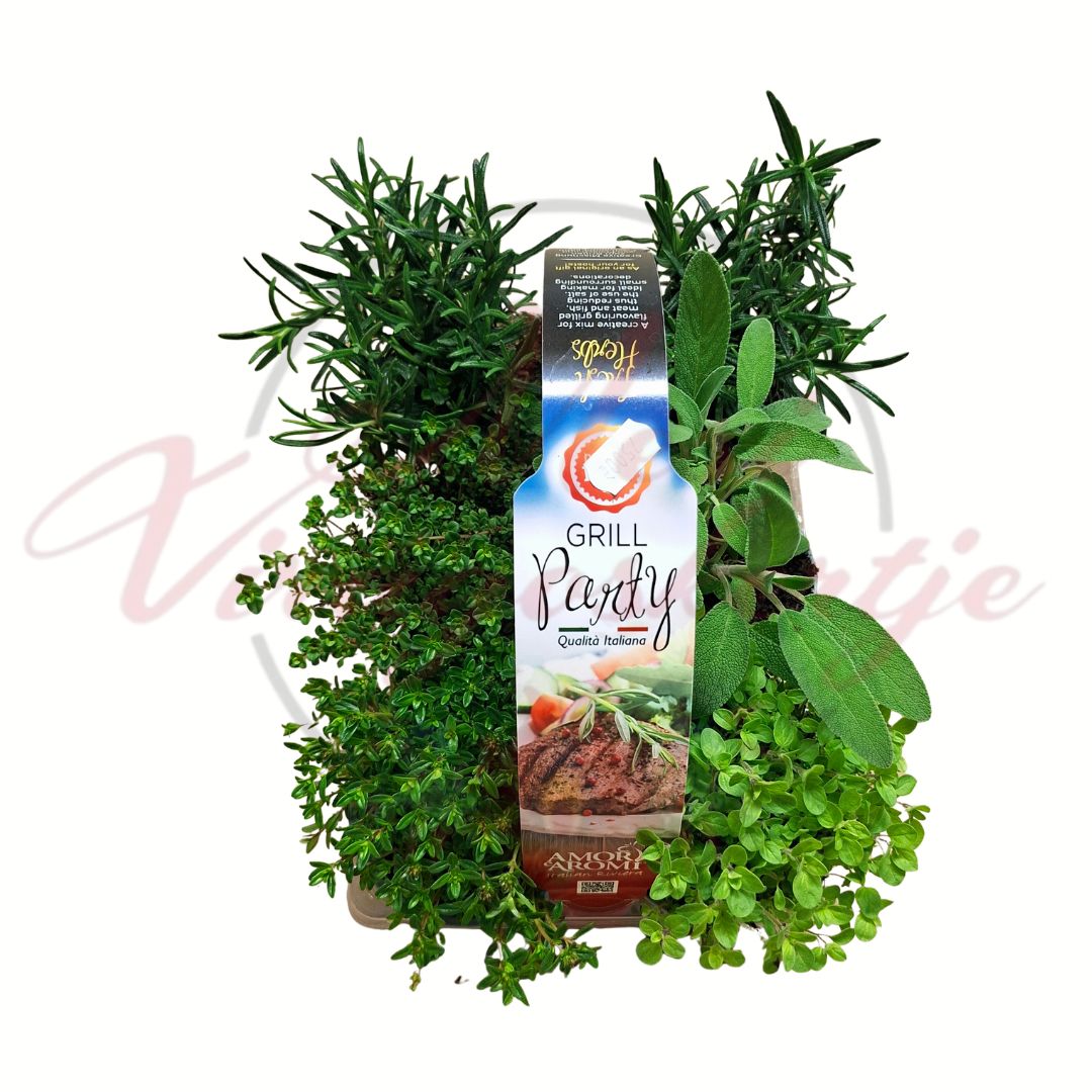 Mediterrán grill fűszernövény válogatás