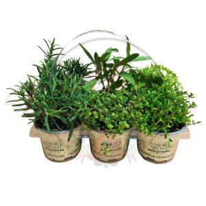 Mediterrán grill fűszernövény válogatás több cserépben rozmaring kakukkfű oregánó