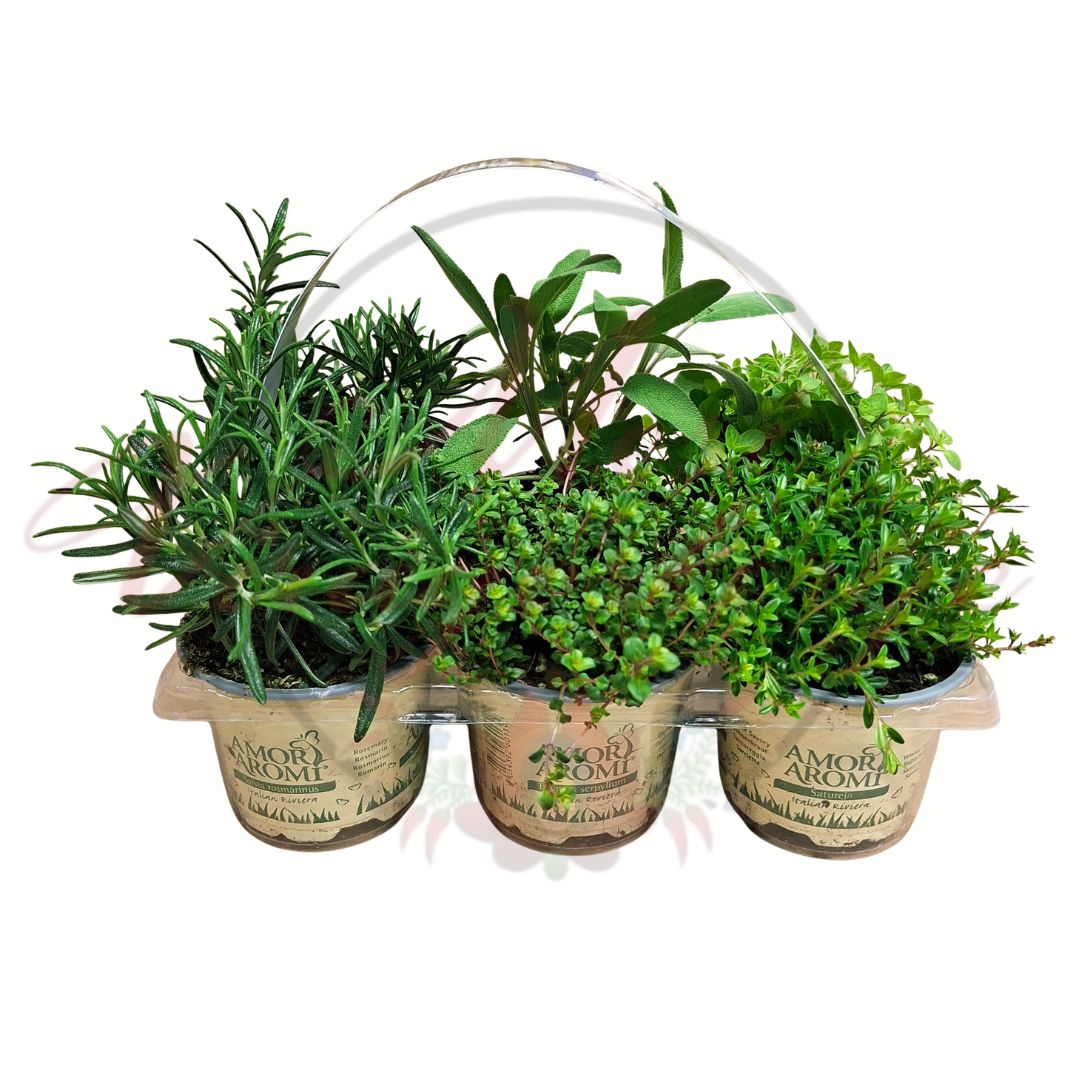 Mediterrán grill fűszernövény válogatás több cserépben rozmaring kakukkfű oregánó