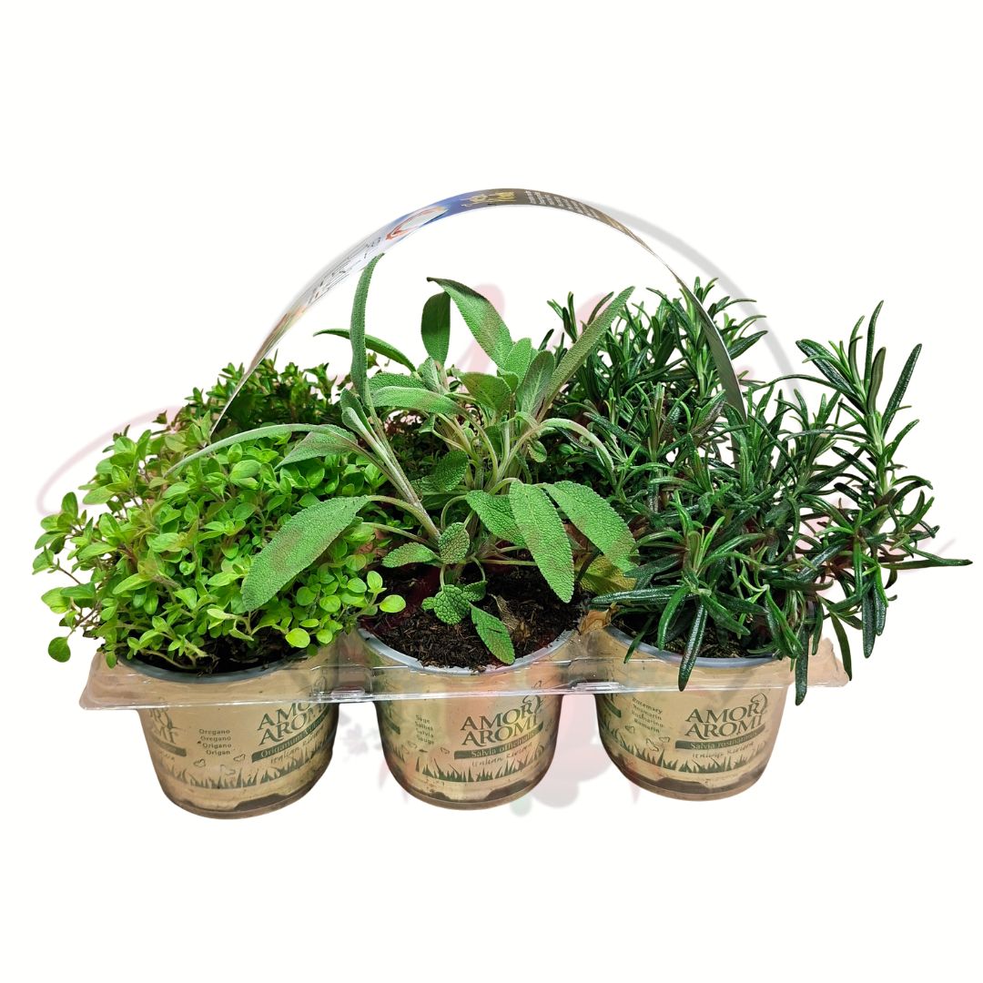 Mediterrán fűszernövény válogatás