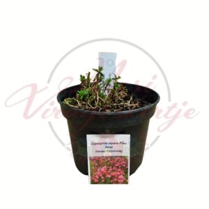 Havasi fátyolvirág Filou Rose Gypsophila repens rózsaszín talajtakaró évelő