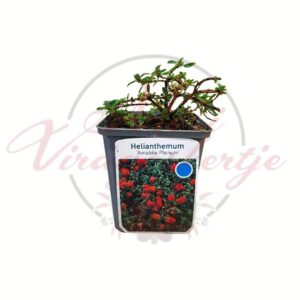 Napvirág Amabile Plenum Helianthemum évelő dísznövény