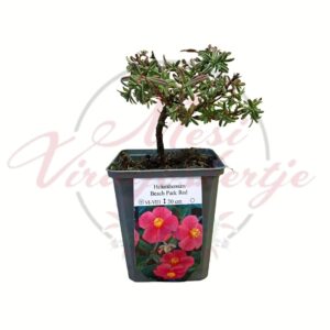 Napvirág Beach Park Red Helianthemum cserepes évelő növény