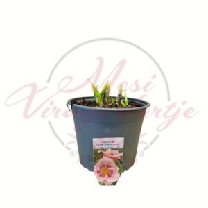 Sásliliom Hemerocallis Siloam David Kirchoff cserepes évelő növény