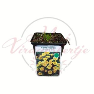 Sásliliom Hemerocallis Stella de Oro cserepes évelő növény