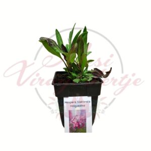 Hölgyestike Hesperis matronalis cserepes évelő növény fiatal állapotban