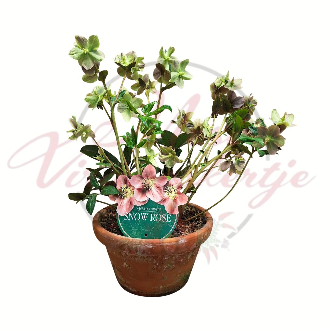 Hunyor Helleborus Pink Frost Snow Rose agyagcserépben virágzó évelő növény