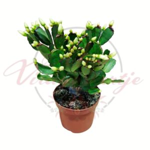 Fehér bimbós húsvéti kaktusz – Rhipsalidopsis gaertneri cserepes szobanövény