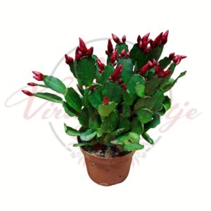 Piros bimbós húsvéti kaktusz – Rhipsalidopsis gaertneri cserepes növény