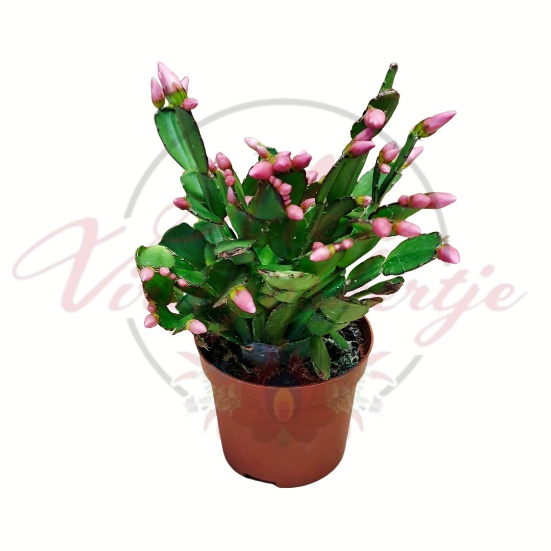 Rózsaszín bimbós húsvéti kaktusz – Rhipsalidopsis gaertneri cserepes szobanövény