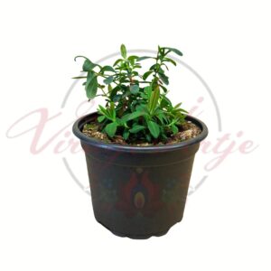 Orbáncfű Hypericum cserepes díszcserje zöld lombbal