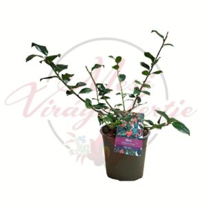 Magyal Ilex Blue Maid cserepes örökzöld díszcserje sötétzöld levelekkel