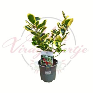 Magyal Ilex Golden King cserepes sárga szegélyű levelű örökzöld díszcserje