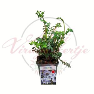 Indás csatavirág Polemonium reptans Blue Pearl világoskék virágú évelő növény cserépben