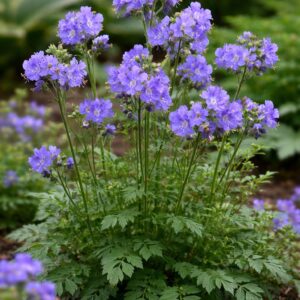 Indás csatavirág Polemonium reptans Blue Pearl világoskék virágú évelő növény természetes habitussal