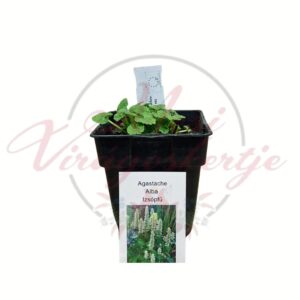 Fehér izsópfü Alba Agastache alba cserepes évelő növény