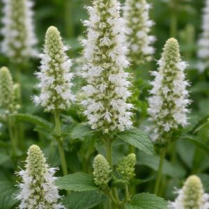 Fehér izsópfü Agastache alba virágzó növény közeli képen