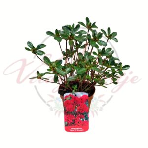 Japán azálea Azalea japonica Hino Crimson piros virágú örökzöld díszcserje cserépben