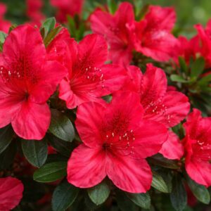 Japán azálea Azalea japonica Hino Crimson élénkpiros virágának közeli képe virágzáskor