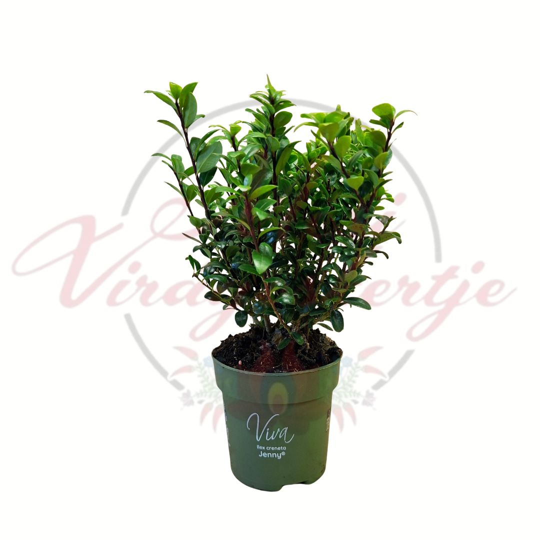 Japán magyal Ilex crenata Jenny cserepes örökzöld díszcserje