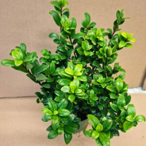 Japán magyal Ilex crenata Jenny sűrű zöld lombja