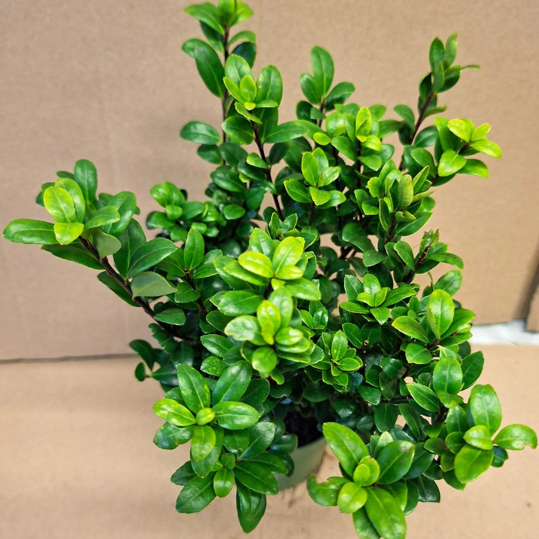 Japán magyal Ilex crenata Jenny sűrű zöld lombja