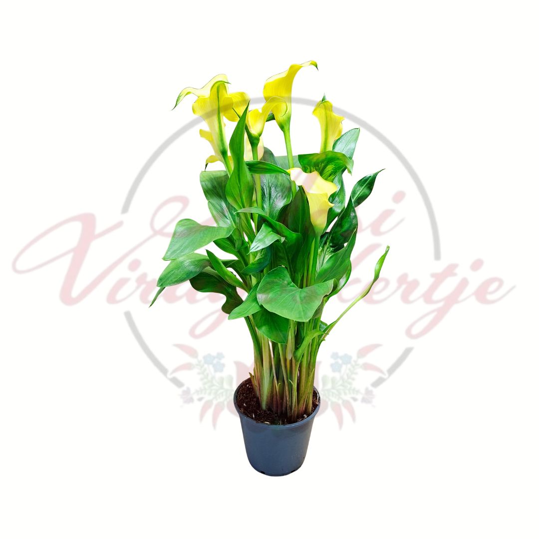 Sárga kála – Zantedeschia cserepes virág teljes növény