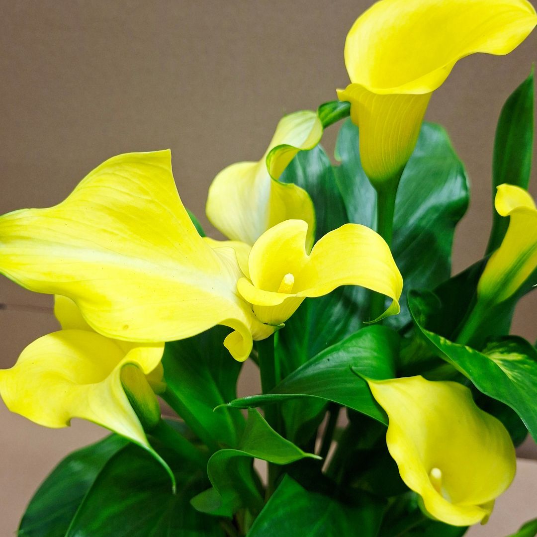 Sárga kála virág közelről – Zantedeschia