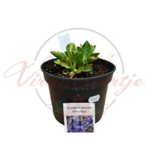 Kék iringó Eryngium planum cserepes évelő növény fiatal állapotban