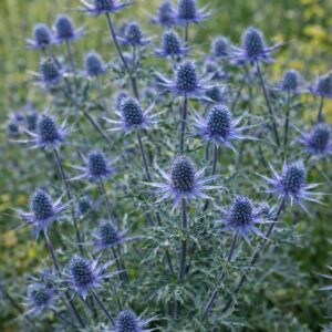 Kék iringó Eryngium planum virágzó állapotban kék tüskés virágokkal