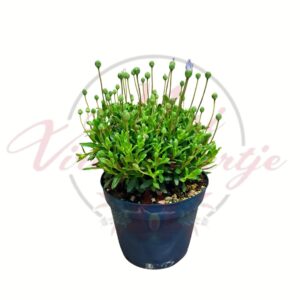 Kék margitvirág Agathea coelestis cserepes növény bimbós állapotban