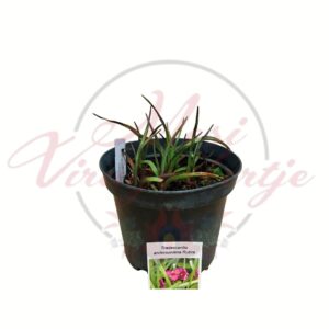 Piros kerti pletyka Rubra Tradescantia andersoniana cserepes évelő növény