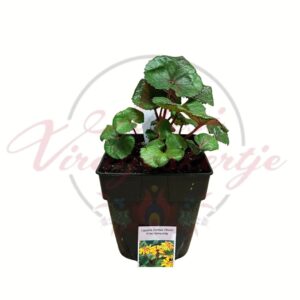 Kínai hamuvirág Othello Ligularia dentata évelő növény