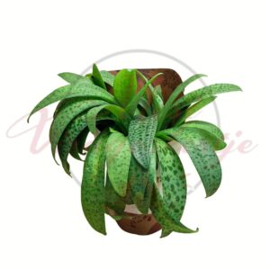 Pöttyös levelű ledebouria Ledebouria kirkii különleges levelű szobanövény