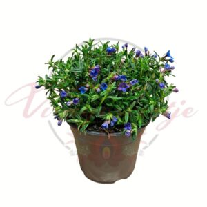Kőmagcserje Lithodora diffusa kék virágú talajtakaró évelő növény cserépben